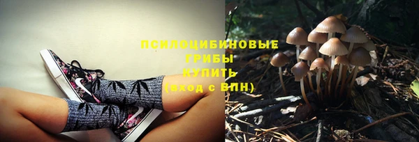 прущие грибы Абаза